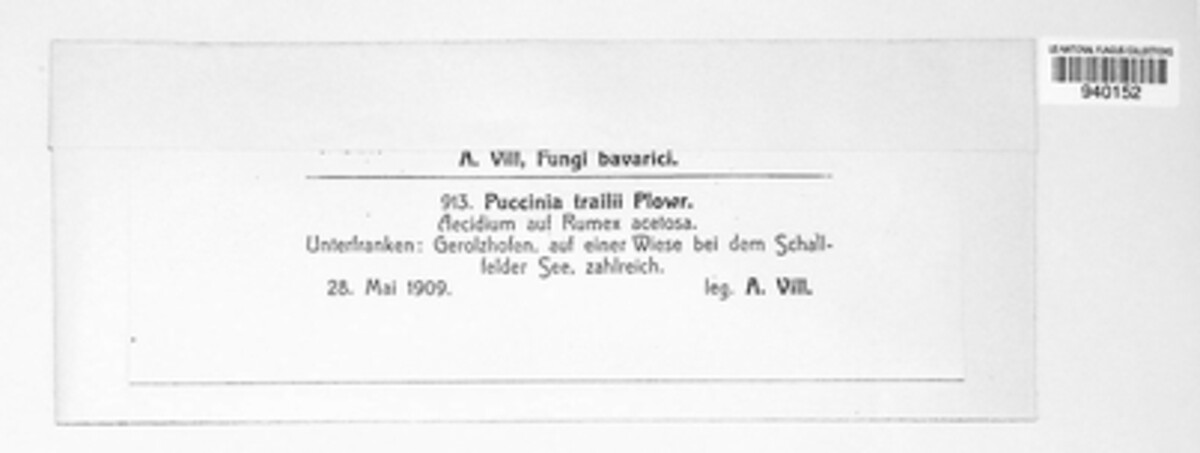 Puccinia phragmitis image